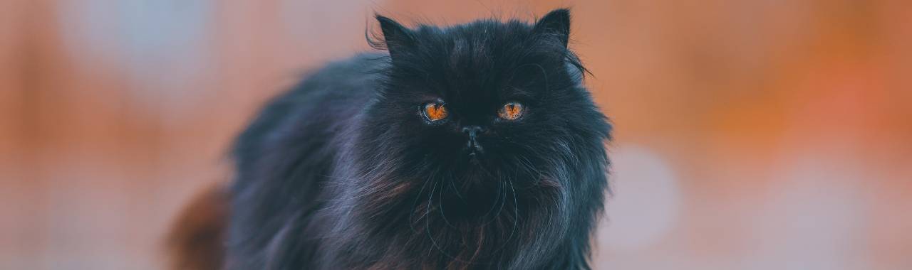 A Cat-Sitting Gig in Rome That Changed Everything