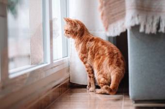 How to Help a Cat Adjust to a New Home: A Step-by-Step Guide