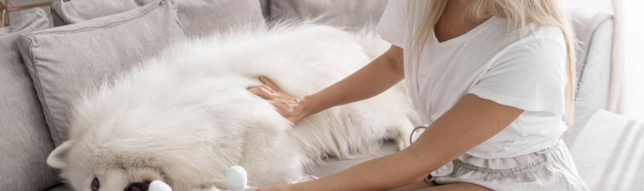 How to Pet a Dog Properly? Tips for a Happy Pup