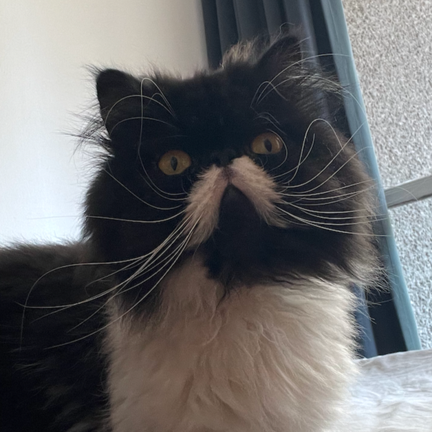Oscar