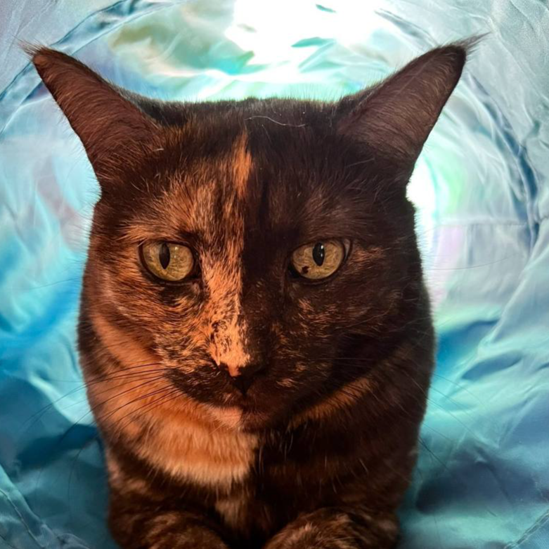 Cleo
